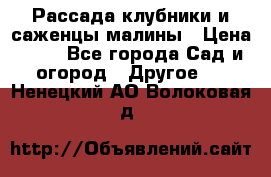 Рассада клубники и саженцы малины › Цена ­ 10 - Все города Сад и огород » Другое   . Ненецкий АО,Волоковая д.